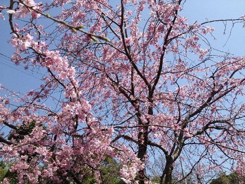 桜１−２.jpg