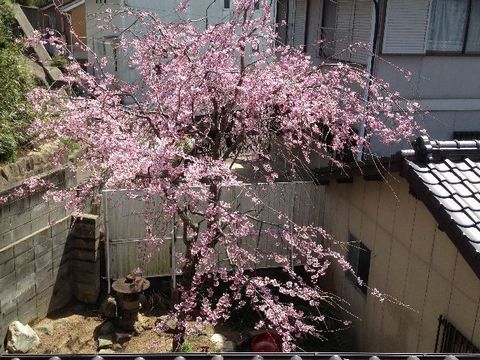 桜２−２.jpg