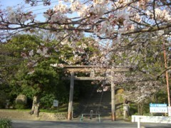 名島神社のサクラ007.JPG